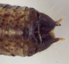 CollectionObject 1504240; ed73b0ea-a3db-4927-a19f-76c232653ca8: male cerci (holotype). (CollectionObject).
