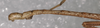CollectionObject 1561033; 7d1c7845-0ed4-4801-80f0-77d6b0d646f0: holotype male, end of abdomen, lateral view (SAMC). (CollectionObject).