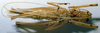 CollectionObject 1506480; MHNG 3225776, 5beb5cc5-e7d8-4761-80f6-308c019d33af: female, ventral view. (CollectionObject).