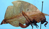 Agaurella mirabilis (Brunner von Wattenwyl, 1891): female, lateral view (Peru, Satipo). (Otu).