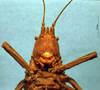 CollectionObject 1520442; dc1b4055-785a-4ef1-8230-ed8026aaa4e0: male, frontal view (lectotype). (CollectionObject).