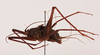 CollectionObject 2066579; NHMUK015982437, a09d97a7-2f15-4b4f-90ef-8b2a39f167a5: lateral view (paratype). (CollectionObject).