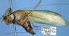 CollectionObject 1517249; 790287e2-1c7c-46fb-ad4a-2524fbd7f988: male, lateral view (holotype). (CollectionObject).