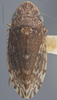 Habitus, dorsal view on Anoscopus albiger (Germar, 1821): Dorsal. (Observation).
