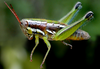 Neopedies noroestensis Ronderos, 1991: female. (Otu).