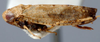 Habitus, lateral view on Acacimenus Dlabola, 1979: Acacimenus makranis, laterally (NHMB). (Observation).