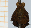 CollectionObject 1506062; e4c04240-f4a1-43b0-9094-6b13c5402fc3: male, frontal view (syntype). (CollectionObject).