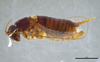 CollectionObject 2634360; cc1dc709-7e4f-4f17-a05d-c16e755bbc18: Holotype. Male. Lateral view. After dissection. (CollectionObject).