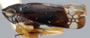 Habitus, lateral view: !! display not done !! on Nigridonus illumina (Ball, 1909): Nigridonus illumina, lateral habitus (NMNH). (Observation).