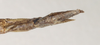 CollectionObject 1558087; 5c7d2521-fb68-4781-af3e-92e061bccd3e: St. Petersburg. female, end of abdomen, ventral view (holotype). (CollectionObject).
