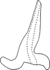 Aedeagus, lateral view on Eualebra smithii Baker, 1899: Aedeagus, lateral view. (Observation).