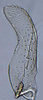 Subgenital plate, ventral view on Coccineasca coccinea (Fitch, 1851): (Observation).