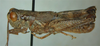 Melanoplus artemisiae Scudder, 1897: (Otu).