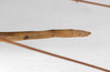 CollectionObject 1557903; 99d472d1-49e0-443d-be3c-20506068562a: copyright ZMHB, Berlin. female: end of abdomen, lateral view (syntype). (CollectionObject).