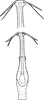 Aedeagus, ventral view: Aedeagus, ventral view. (Observation).