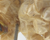 CollectionObject 1578246; b16d22ee-35eb-4b05-a3a3-6fd31896f523: male, sternum. (CollectionObject).