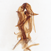 Aedeagus, lateral view on Cyclopoliarus omani (Metcalf, 1938): (Observation).