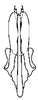 Aedeagus, posterior view: !! display not done !! on Curtara (Curtara) concava DeLong & Freytag, 1976: Male: aedeagus, posterior view. (Observation).