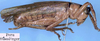 CollectionObject 1531899; 4cea90fd-bddb-4291-8fe2-d0f029f015b4: male, lateral view (syntype). (CollectionObject).