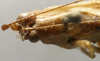 CollectionObject 1535082; 9b6fc718-868e-4e1b-b67f-f41caf58c759: female head and pronotum, dorsal view (lectotype). (CollectionObject).