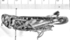 CollectionObject 1525990; 91672972-67d2-4508-a32d-27e92a617300: female, lateral view (lectoallotype of Plectrotettix calidus). (CollectionObject).