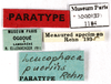 CollectionObject 1587270; MNHN(SF IMPORT DUPLICATE) MNHN-EP-EP1184, 0bbe0aef-b769-441a-8cf3-bb922293b8a7: CC BY-NC-ND 4.0/MNHN - Depraetere Marion - 2014. Paratype, male, of puerilis Rehn, 1937. Specimen number: MNHN-EP-EP1184. http://coldb.mnhn.fr/catalognumber/mnhn/ep/ep1184. (CollectionObject).