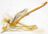 Aedeagus, lateral view: (Observation).