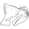 Pygofer, lateral view: !! display not done !! on Aaka Dworakowska, 1972: Pygofer (A. coera Dwor.). (Observation).