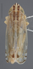 Habitus, dorsal view on Cosmotettix (Airosius) paludosus (Ball, 1899): Dorsal. (Observation).