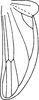 Hind wing on Shaddai shaanxiensis Ma, 1981: Hind wing. (Observation).