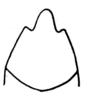 Axyronotus cantralli Dirsh & Mason, 1979: Fig. 5, 11. male subgenital plate, ventro-posterior view. (Otu).
