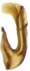 Aedeagus, lateral view on Arocephalus (Arocephalus) longiceps (Kirschbaum, 1868): Aedeagus, lateral view. (Observation).