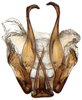 Aedeagus, ventral view: !! display not done !! on Platymetopius Burmeister, 1838: Platymetopius obsoletus, aedeagus, caudally (INHS). (Observation).