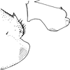 Pygofer, lateral view on Eurhadina (Singhardina) xantha Dworakowska, 2002: Pygofer, lateral view. (Observation).