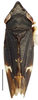 Habitus, dorsal view: Cochlorhinus pluto, dorsally (INHS). (Observation).