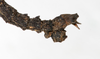 CollectionObject 1557781; f4425a73-ba55-47d7-b674-4484d3aec07a: copyright MNHG, Geneva. male: end of abdomen, lateral view (holotype). (CollectionObject).