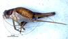 CollectionObject 1582269; 382d9f2c-5497-43f9-9704-370a993d4ba4: female, lateral view (paratype). (CollectionObject).