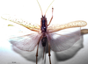 CollectionObject 1532827; 6f2e9492-333f-4825-9e4f-915c5674253c: female, dorsal view. (CollectionObject).