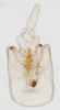 Pygofer, ventral view: !! display not done !! on Saccharosydne saccharivora (Westwood, 1833): (Observation).