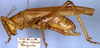 CollectionObject 1531887; NMW 16933, 8a5421a2-044c-4ff8-921d-03d09956b330: male, lateral view (syntype). (CollectionObject).