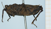 CollectionObject 1583755; c331691f-4ead-4d70-a3d4-55794cc571f1: male, lateral view. (CollectionObject).
