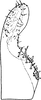 Subgenital plate, ventral view on Ciudadrea Dworakowska, 1970: Subgenital plate (C. punctigera Horv.). (Observation).