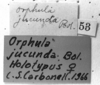 CollectionObject 1535702; 7993ef20-8423-4744-ad4c-465fd4817457: Image Carbonell, C.S. labels (holotype). (CollectionObject).