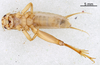 CollectionObject 1522843; 46e30413-6ac9-4b54-bb72-dd461b27ae97: Male, ventral view (holotype). (CollectionObject).