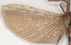 CollectionObject 1560490; faf21d13-87ac-4b01-993a-d203a4851e5e: copyright Natural History Museum, London. female, hindwing (holotype). (CollectionObject).