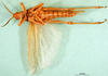 CollectionObject 1501056; 0674c0dd-043a-40d5-b6e2-803411b76061: male, ventral view (lectotype). (CollectionObject).