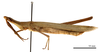 CollectionObject 1538219; 5884eb50-cf75-4c3d-82f3-91c474465706: male, lateral view (holotype). (CollectionObject).