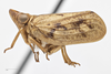 Habitus, lateral view on Fowlerium acutum (Doering, 1941): (Observation).