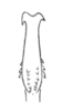 Aedeagus, dorsal view on Cyphonia capra (Burmeister, 1833): (Observation).