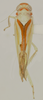 Habitus, dorsal view: Male holotype [USNM]: habitus, dorsal view. (Observation).